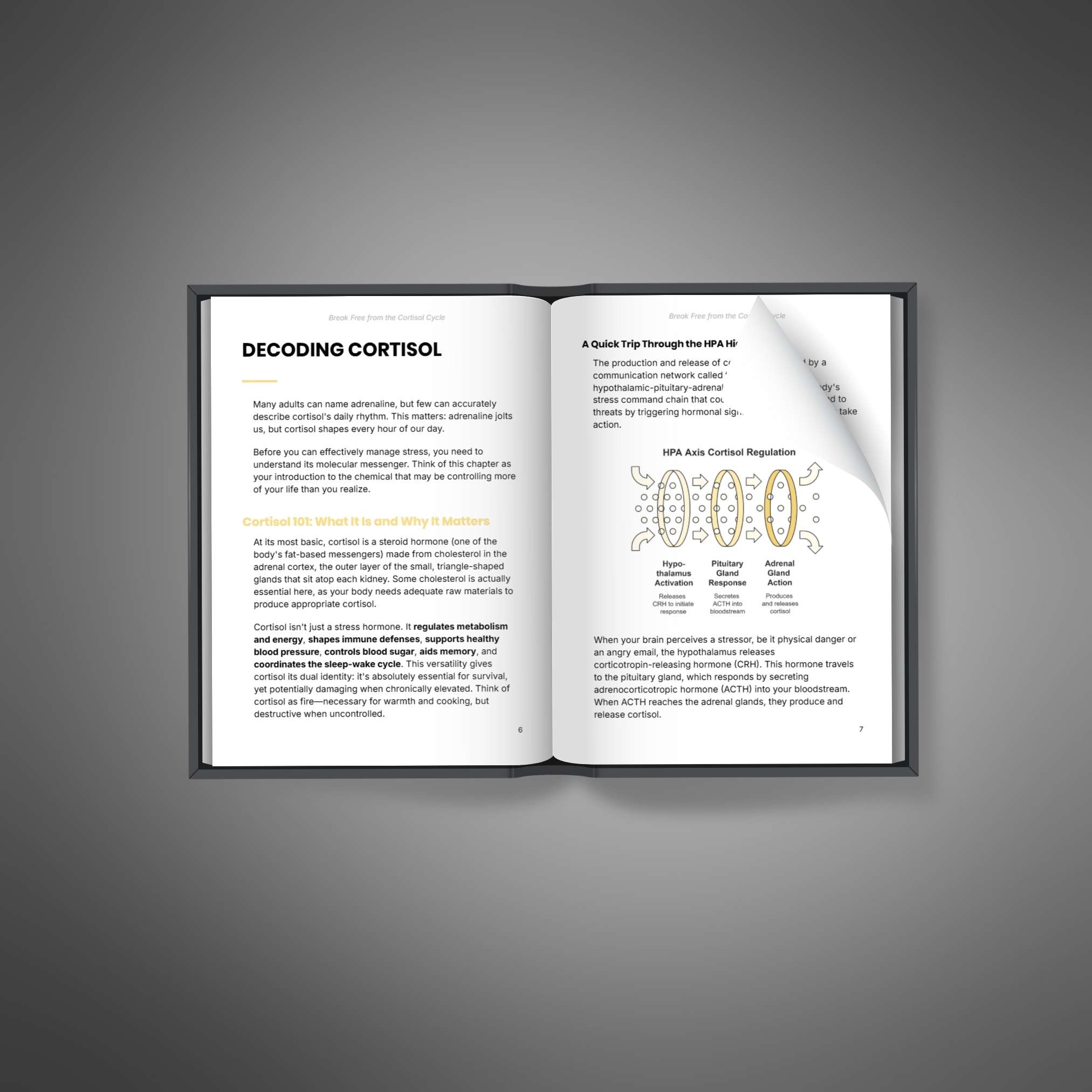 Break Free from the Cortisol Cycle - Image 2