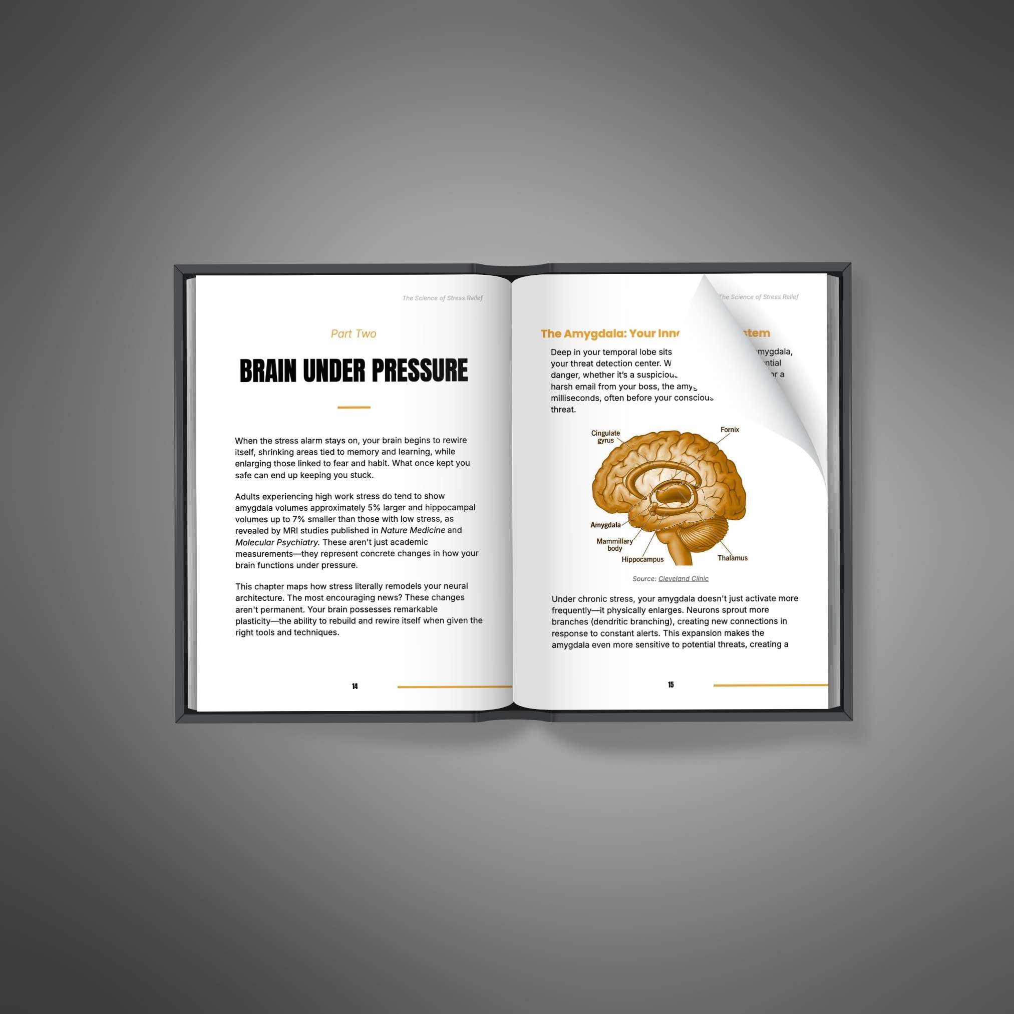 The Science of Stress Relief - Image 2